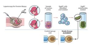 Aportar energía a óvulos con mitocondrias sanas