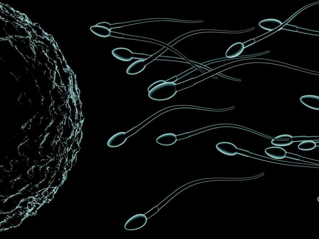 Sperm analysis